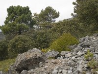 E, Malaga, El Burgo, Sierra de las Nieves 36, Saxifraga-Willem van Kruijsbergen